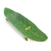 8.75" Habitat Skateboards- Leafline Cruiser Complete