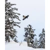 Bataleon | Cameleon Snowboard - 161cm [Demo] - Image 7